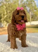 processed/0114bd3c-3825-4b13-b17c-22e92011358a/listing/9c355911-f9d1-4b1d-87e7-05819ffb4247/46bd5a39-5879-4891-b2b7-50cee32a0789