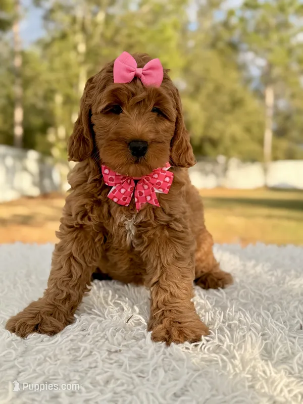 Sweetie - Mini Female