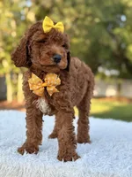 Mia - F1b Mini , a female Miniature Goldendoodle for sale in Frostproof, FL – 5 of 8