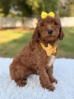 Mia - F1b Mini , a female Miniature Goldendoodle for sale in Frostproof, FL – 7 of 8