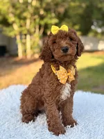 Mia - F1b Mini , a female Miniature Goldendoodle for sale in Frostproof, FL – 8 of 8