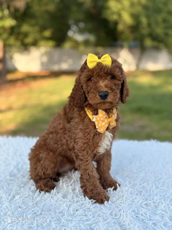 Mia - F1b Mini  – Miniature Goldendoodle puppy for sale in Frostproof, FL