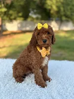 Mia - F1b Mini , a female Miniature Goldendoodle for sale in Frostproof, FL – 1 of 8