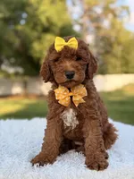 Mia - F1b Mini , a female Miniature Goldendoodle for sale in Frostproof, FL – 4 of 8