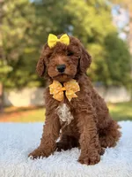 Mia - F1b Mini , a female Miniature Goldendoodle for sale in Frostproof, FL – 2 of 8