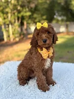 Mia - F1b Mini , a female Miniature Goldendoodle for sale in Frostproof, FL – 6 of 8