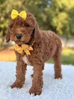 Mia - F1b Mini , a female Miniature Goldendoodle for sale in Frostproof, FL – 3 of 8