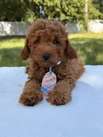 Timón - Mini F1bb, a male Miniature Goldendoodle for sale in Frostproof, FL – 1 of 9