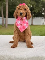 Emmy - F1b Standard Female , a female Goldendoodle for sale in Frostproof, FL – 7 of 9