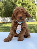 Timón - Mini F1bb, a male Miniature Goldendoodle for sale in Frostproof, FL – 3 of 9