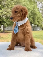 Arthur , a male Miniature Goldendoodle for sale in Frostproof, FL – 2 of 10