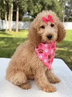 Bella, a female Goldendoodle for sale in Frostproof, FL – 6 of 7