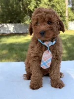 Timón - Mini F1bb, a male Miniature Goldendoodle for sale in Frostproof, FL – 2 of 9
