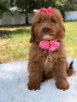 Rapunzel , a female Miniature Goldendoodle for sale in Frostproof, FL – 7 of 10