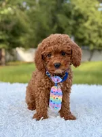 Atlas - Cavapoo, a male Cavapoo for sale in Frostproof, FL – 8 of 10
