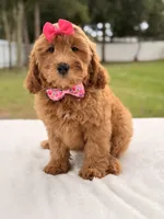 Hazel - Medium Goldendoodle , a female Goldendoodle and Miniature Goldendoodle for sale in Frostproof, FL – 7 of 10