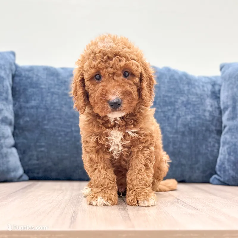 Chase - F1bb Mini Goldendoodle  – Miniature Goldendoodle puppy for sale in Frostproof, FL