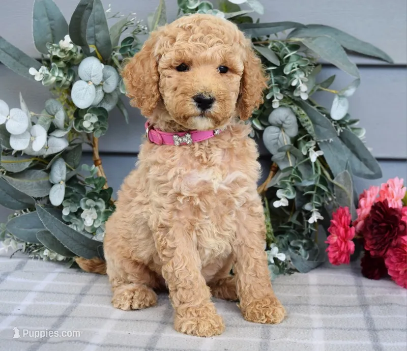 Blossom - F1b Standard Goldendoodle Female  – Goldendoodle puppy for sale in Frostproof, FL