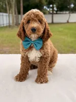 Hero , a female Goldendoodle and Miniature Goldendoodle for sale in Frostproof, FL – 2 of 10