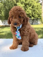 Simba - Mini, a male Miniature Goldendoodle for sale in Frostproof, FL – 10 of 10