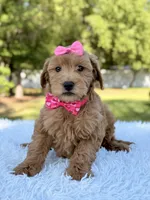 Melody - Mini , a female Miniature Goldendoodle for sale in Frostproof, FL – 5 of 9