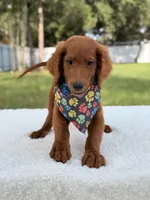 Dominic - F1b Standard , a male Goldendoodle for sale in Frostproof, FL – 5 of 7