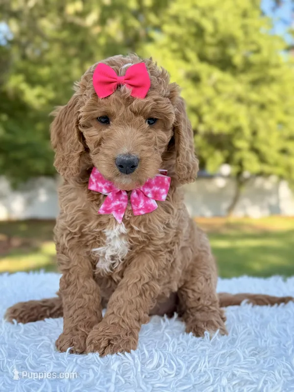 Faith - Medium – Goldendoodle puppy for sale in Frostproof, FL