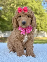 Faith - Medium, a female Goldendoodle for sale in Frostproof, FL – Photo 3 of 8