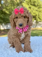Faith - Medium, a female Goldendoodle for sale in Frostproof, FL – Photo 8 of 8