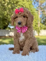 Faith - Medium, a female Goldendoodle for sale in Frostproof, FL – Photo 2 of 8