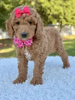 Faith - Medium, a female Goldendoodle for sale in Frostproof, FL – Photo 7 of 8