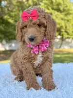 Faith - Medium, a female Goldendoodle for sale in Frostproof, FL – Photo 5 of 8