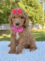 Faith - Medium, a female Goldendoodle for sale in Frostproof, FL – Photo 6 of 8