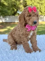 Faith - Medium, a female Goldendoodle for sale in Frostproof, FL – Photo 4 of 8