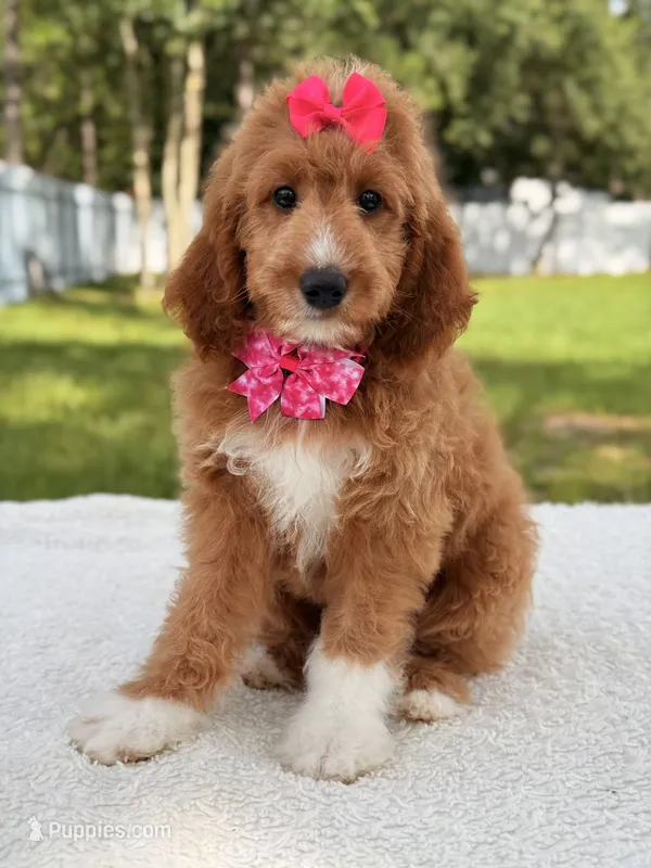 Honey  - F1b Standard  – Goldendoodle puppy for sale in Frostproof, FL