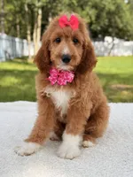 Honey  - F1b Standard , a female Goldendoodle for sale in Frostproof, FL – 1 of 7