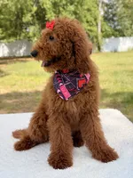 Valentina , a female Goldendoodle for sale in Frostproof, FL – 5 of 10