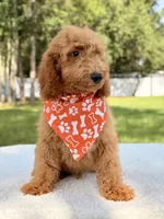 Trevor - F1b Mini Goldendoodle Male, a male Goldendoodle and Miniature Goldendoodle for sale in Frostproof, FL – 9 of 10