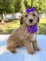 Moon , a female Miniature Goldendoodle for sale in Frostproof, FL – 5 of 9