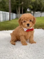 Dylan - F1b Mini Male , a male Miniature Goldendoodle for sale in Frostproof, FL – 2 of 9