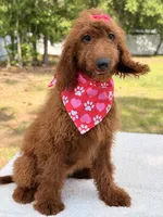 Kira , a female Goldendoodle for sale in Frostproof, FL – 3 of 8