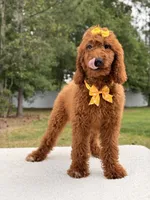 Nala , a female Goldendoodle for sale in Frostproof, FL – 8 of 10