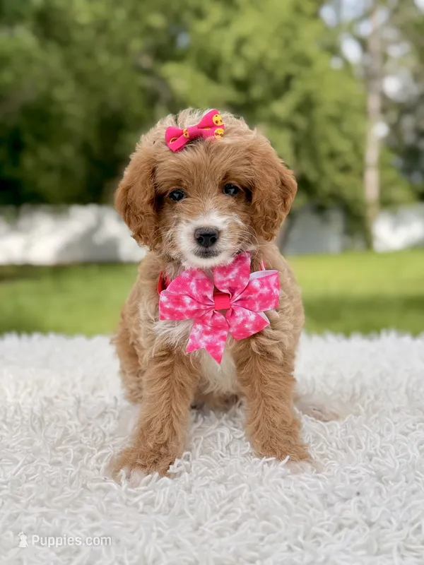 Betsy - F1b Toy  – Goldendoodle, Miniature Goldendoodle puppy for sale in Frostproof, FL