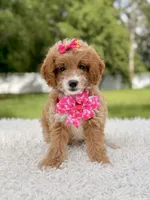 Betsy - F1b Toy , a female Goldendoodle and Miniature Goldendoodle for sale in Frostproof, FL – 1 of 8