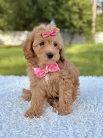 Amber , a female Cavapoo for sale in Frostproof, FL – 9 of 10