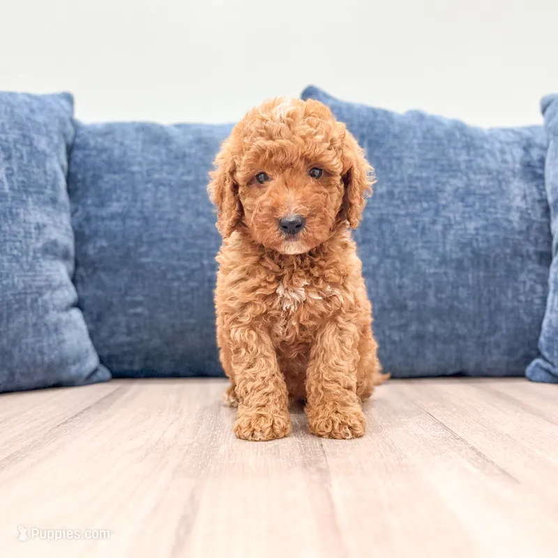Cosmo - F1bb Mini Goldendoodle  – Miniature Goldendoodle puppy for sale in Frostproof, FL