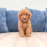 Cosmo - F1bb Mini Goldendoodle , a male Miniature Goldendoodle for sale in Frostproof, FL – 1 of 6
