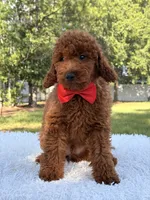 Oscar - F1b Mini, a male Goldendoodle and Miniature Goldendoodle for sale in Frostproof, FL – 3 of 10