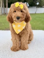Hazel , a female Goldendoodle and Miniature Goldendoodle for sale in Frostproof, FL – 3 of 7