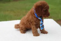 Flash - Micro / Toy , a male Miniature Goldendoodle for sale in Frostproof, FL – 3 of 9